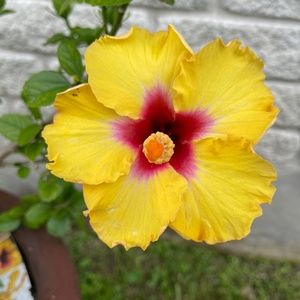 Meet your Posher, Imelda